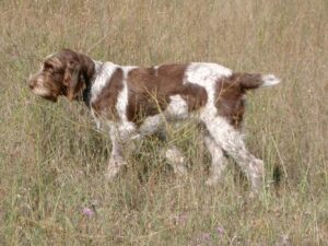 A brown and white dog with a wiry coat stands in a grassy field.