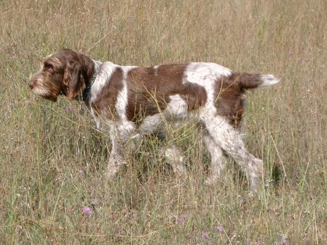 A brown and white dog with a wiry coat stands in a grassy field.