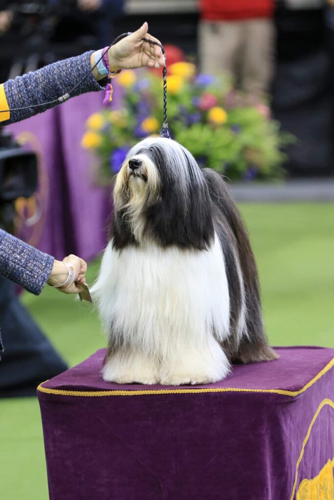A long-haired dog stands on a purple table at a dog show, with a handler holding its lead and grooming its coat.