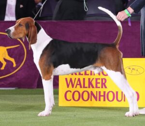 A Treeing Walker Coonhound stands in profile at a dog show beside a yellow sign with the breed name, on green turf with a purple backdrop.