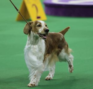 A basset hound with a brown and white coat is walking on a green surface with a leash, next to a yellow sign marked with the number 2.