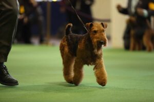 A dog with a wiry brown and black coat is walking on a green carpet, led by a person on a leash at an indoor event.