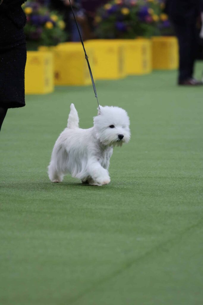 A small white dog on a leash walks on a green indoor surface, possibly at a dog show, with yellow barriers and blurred people in the background.