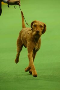 A brown, wiry-haired dog is being walked on a leash across a green indoor surface.