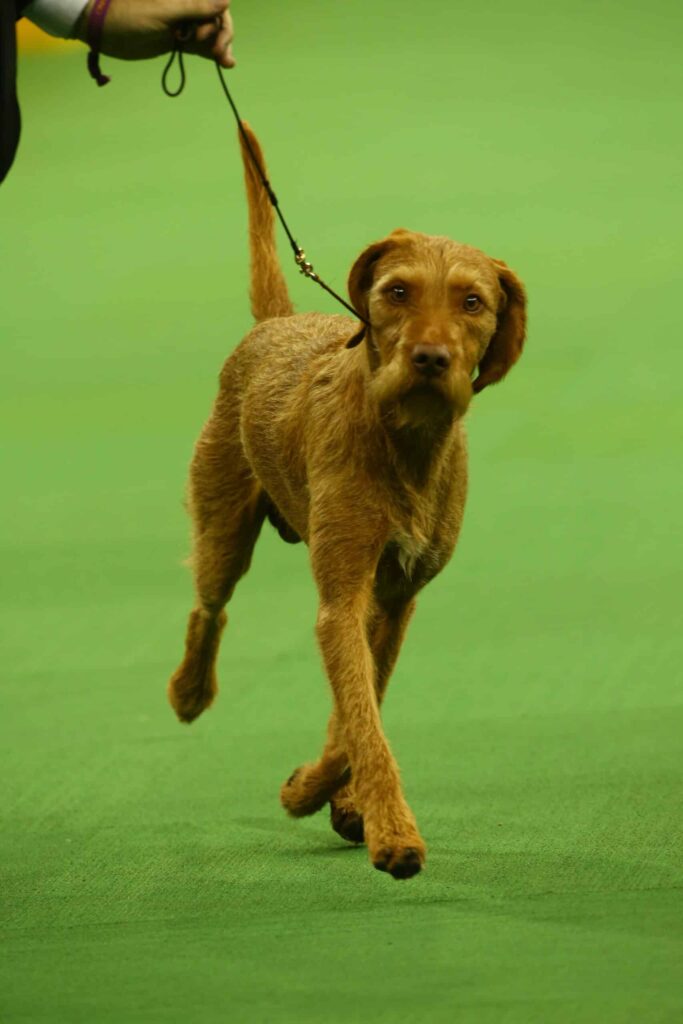 A brown, wiry-haired dog is being walked on a leash across a green indoor surface.