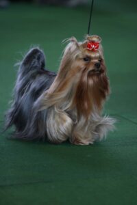 A long-haired Yorkshire Terrier with a red bow on its head stands on green turf, attached to a leash.