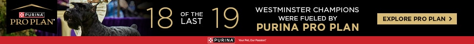 Banner showing a dog statue with text: "18 of the last 19 Westminster champions during Westminster week were fueled by Purina Pro Plan." Includes a button labeled "Explore Pro Plan.