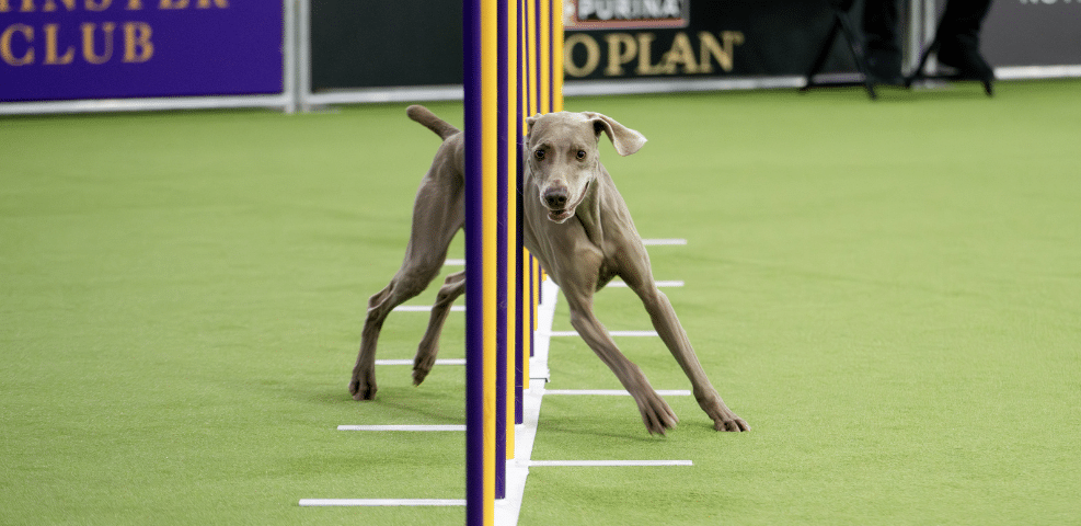 An exhibitor’s dog weaves through upright poles on an indoor agility course, focused and moving quickly on green artificial turf.