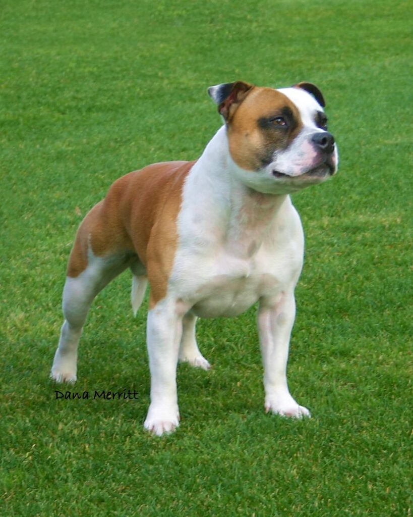 A muscular brown and white dog with a short coat stands alert on green grass.