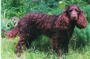 A brown curly-haired dog with long ears stands on grass with green foliage in the background.