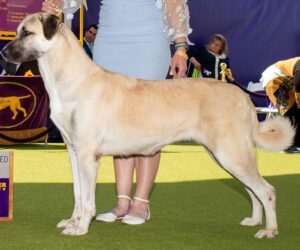A large tan dog with a black muzzle stands on green turf at a dog show, held by a handler in a light blue dress and white shoes.