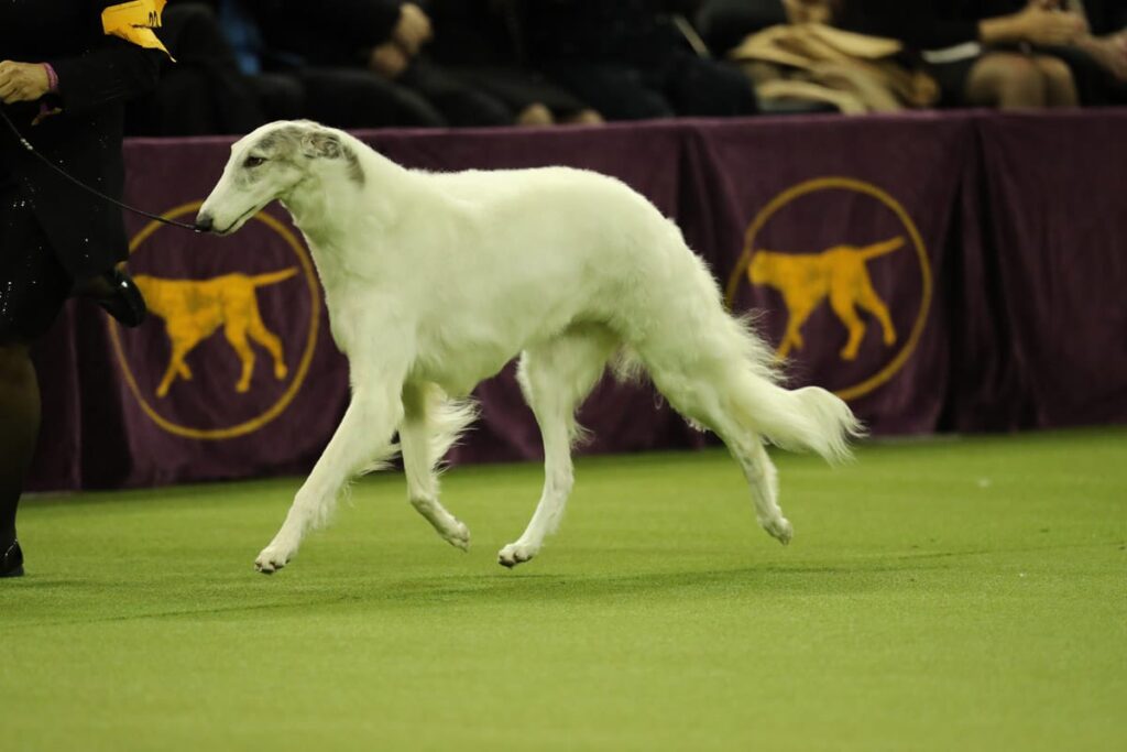 A white Borzoi dog trots on green turf at a dog show, with purple barriers featuring yellow dog silhouettes in the background.