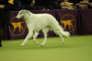 A white Borzoi dog trots on green turf at a dog show, with purple barriers featuring yellow dog silhouettes in the background.