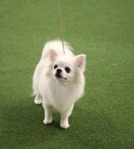 A small white long-haired dog on a leash stands on green artificial turf, looking slightly upward.