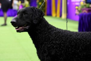 A black curly-coated retriever on a leash stands on green turf at a dog show, with purple and yellow decorations in the background.