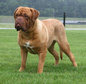 A large, muscular Dogue de Bordeaux dog with a fawn coat and white chest stands on green grass outdoors.