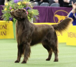 A brown flat-coated retriever stands on a green carpet at a dog show, with purple and yellow decorations and a dog silhouette in the background.