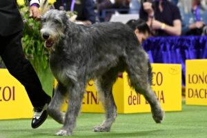 A large, shaggy grey dog walks beside a handler at an indoor dog show, with yellow signs and people in the background.