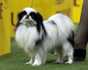 A black and white long-haired dog stands on green turf, attached to a leash, with part of a person's leg and shoe visible next to it.