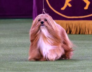 A long-haired dog with golden fur and a white chest walks on green turf in a show ring.