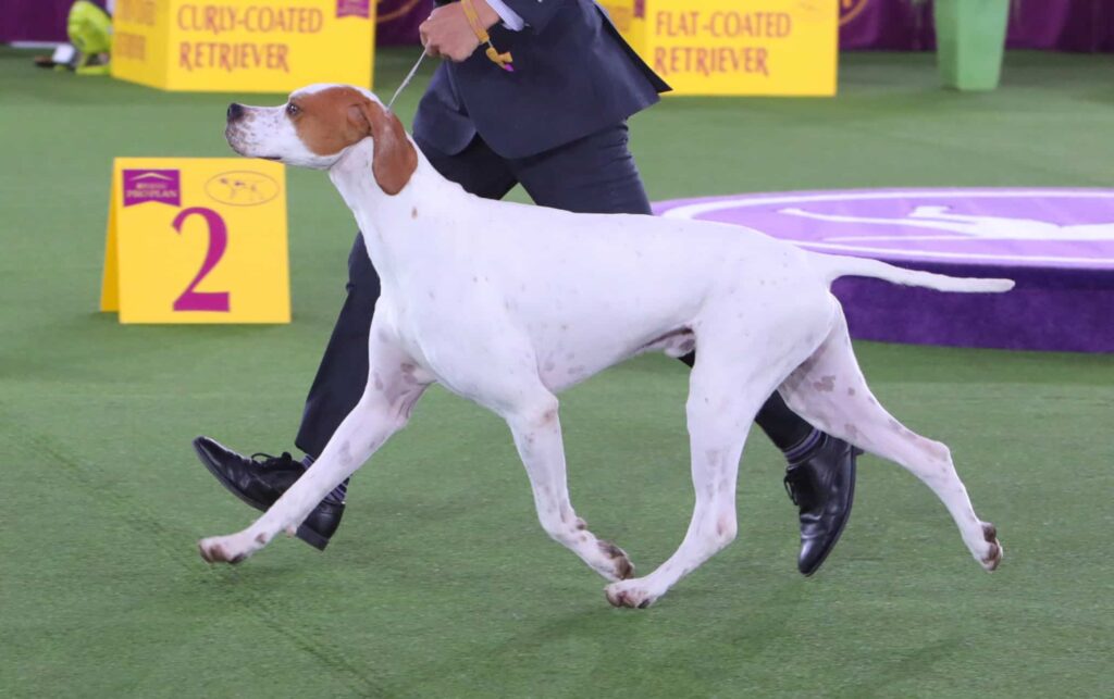A handler leads a white and brown dog on a leash across a green carpet at a dog show, with a yellow sign labeled "2" visible in the background.