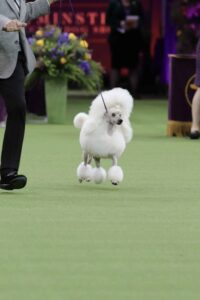 A groomed white poodle on a leash is shown trotting alongside a handler at a dog show on green carpet.