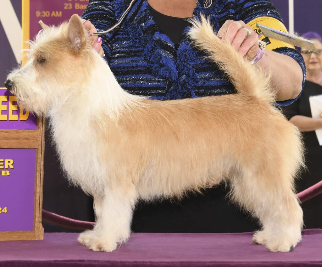 A light tan and white dog stands on a table at a dog show, with a handler holding its head and tail for presentation.