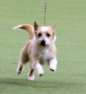 A dog running on a leash.