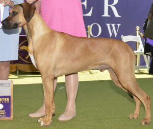 A Rhodesian Ridgeback dog stands on a green carpet at a dog show, next to people and a sign.