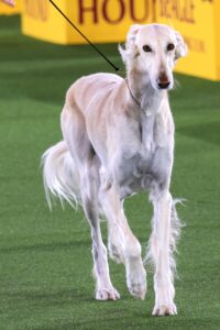 A cream-colored Saluki dog on a leash walks on a green indoor turf at a dog show with yellow signs in the background.