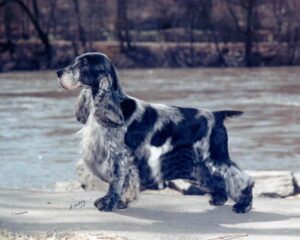 A black, gray, and white English Cocker Spaniel stands on a sidewalk near a river with trees in the background.