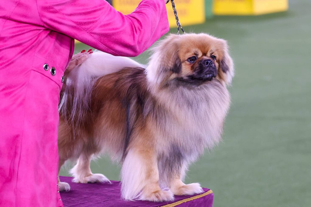 A small, long-haired dog stands on a table being handled by a person in a bright pink outfit, likely at a dog show or competition.