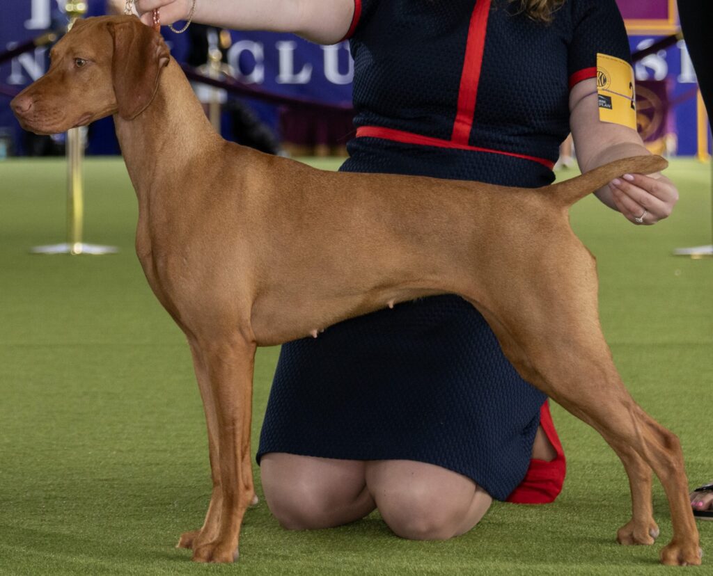 A person kneels on grass, presenting a brown Vizsla dog standing in a show stack position.