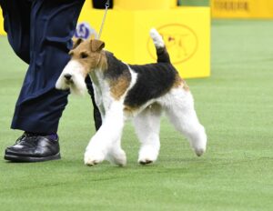 A wire fox terrier on a leash walks beside a person in formal attire at an indoor dog show with yellow signs in the background.