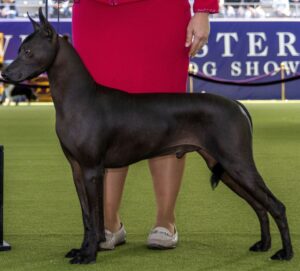 A hairless dog stands on green turf beside a person in a red outfit at a dog show event.