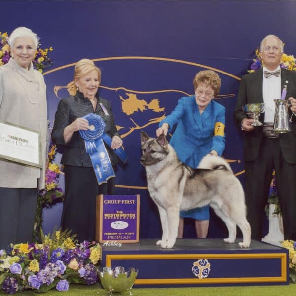 Four adults and a Norwegian Elkhound pose at a dog show, with the dog receiving a "Group First" award; judges hold ribbons and trophies, surrounded by flowers.