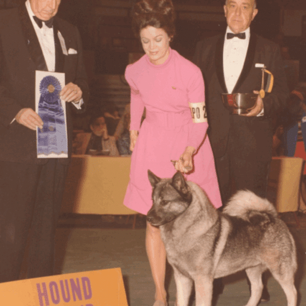Three people stand with a Norwegian Elkhound that has won the Hound Group at a dog show; one holds a ribbon, another holds a trophy, and the third handles the dog.
