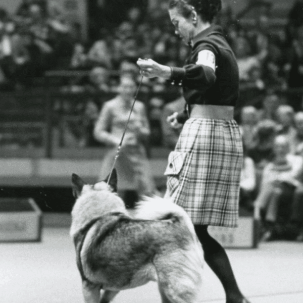 A woman in a plaid skirt leads a leashed dog in a show ring, with an audience watching in the background.