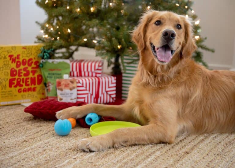 A golden retriever lies on the floor in front of a Christmas tree with gifts, a game, and dog toys around it.