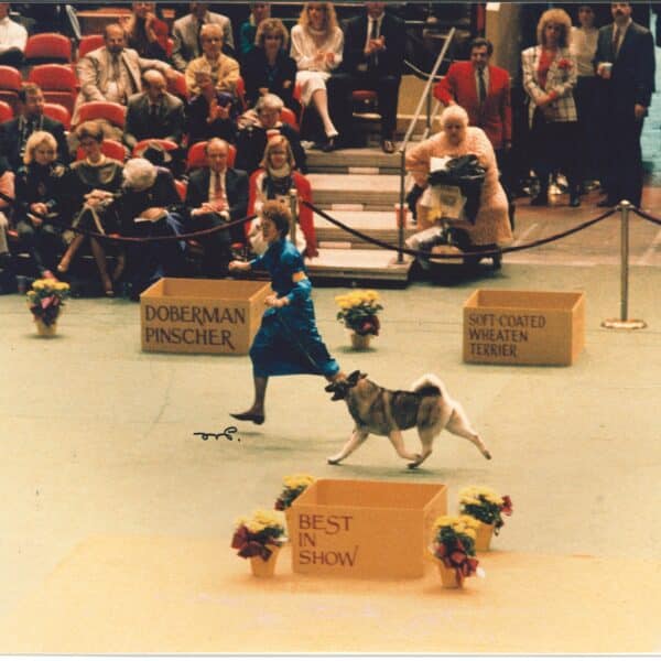 A woman walks a dog in a show ring at a dog competition. Judges and spectators observe from the background. Signs for various breeds and "Best in Show" are displayed.