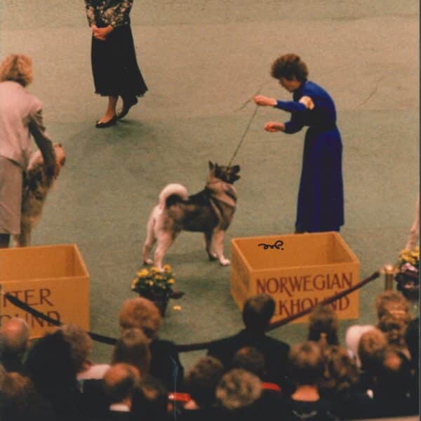 A dog stands with its handler beside a box labeled "Norwegian Elkhound" at a dog show, while judges and an audience observe.