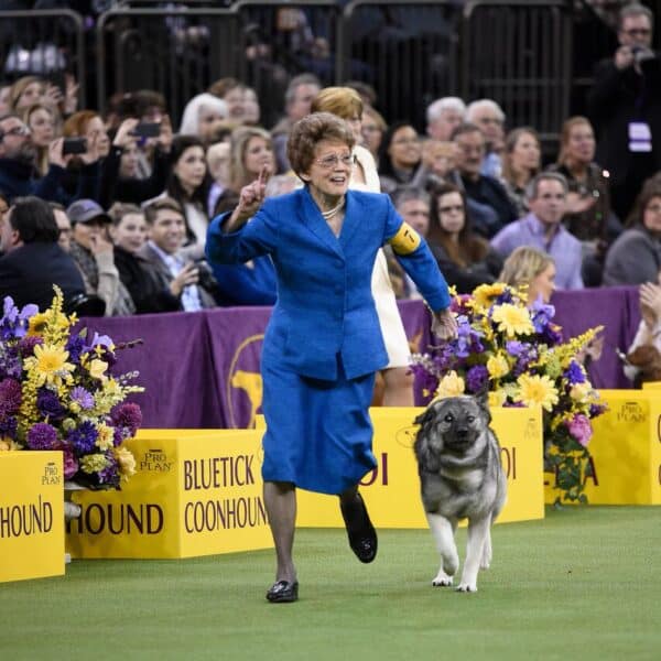 A woman in a blue suit walks a large gray dog in a dog show ring, surrounded by yellow signs and flower arrangements, with a crowd watching in the background.