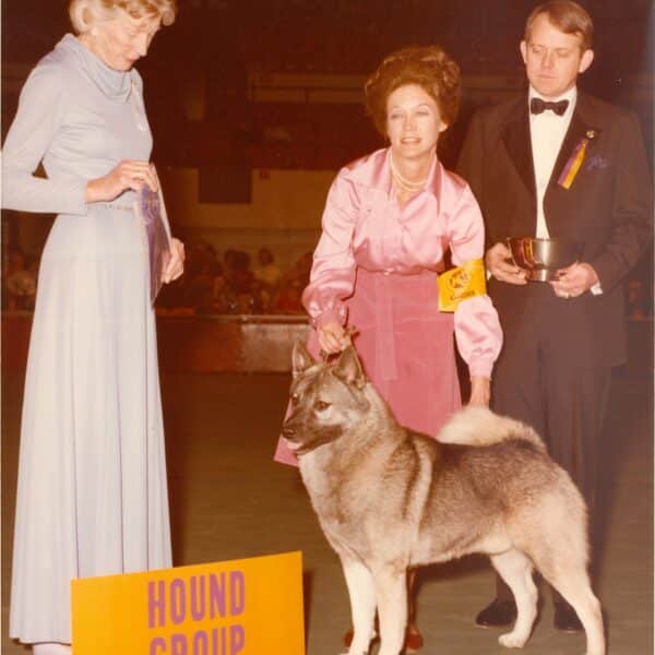 Three people stand with a Norwegian Elkhound that won the Hound Group at a dog show; one person holds a trophy, another holds the dog, and a judge stands nearby.