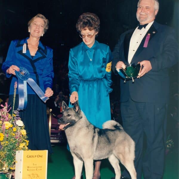 A gray Norwegian Elkhound stands on a green carpet with three formally dressed judges holding awards, including a blue ribbon and a trophy, at a dog show.