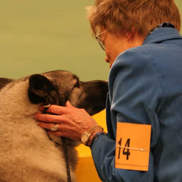 A woman wearing glasses and a blue jacket with a "14" armband gently holds a dog’s face at a dog show event.