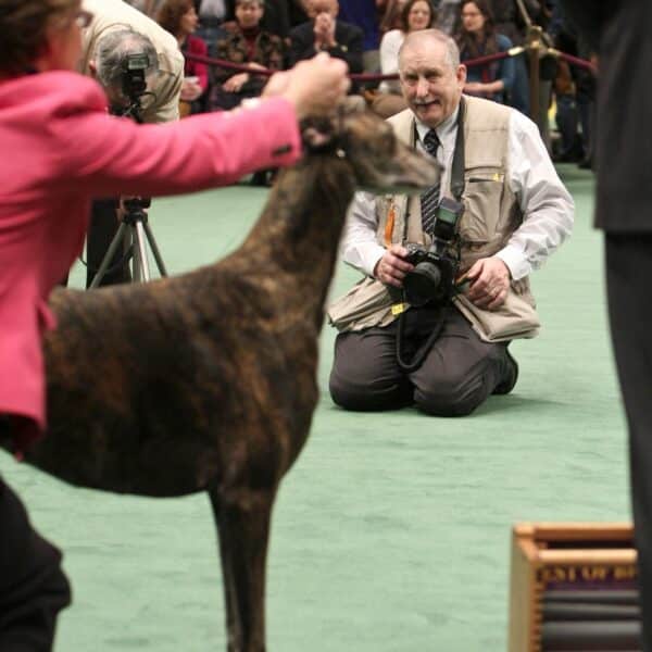 A photographer kneels on the floor aiming his camera at a standing dog in a show ring, with people and signs in the background.