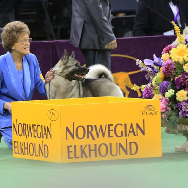 A woman in a blue suit kneels beside a Norwegian Elkhound in a show ring next to a yellow sign labeled “Norwegian Elkhound” and a large floral arrangement.
