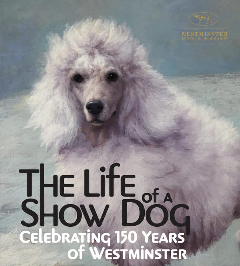 A white poodle is featured on a poster reading, "The Life of a Show Dog: Celebrating 150 Years of Westminster," with the Westminster Kennel Club Dog Show logo.