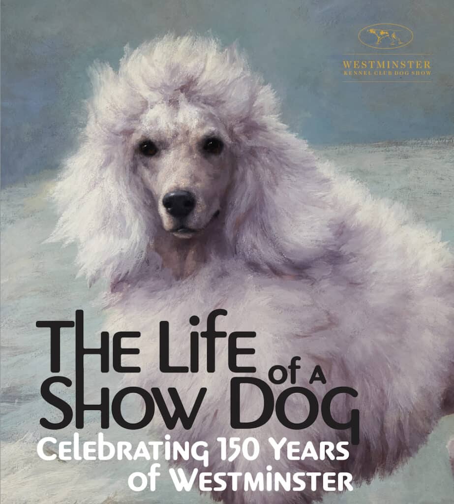 A white poodle is featured on a poster reading, "The Life of a Show Dog: Celebrating 150 Years of Westminster," with the Westminster Kennel Club Dog Show logo.
