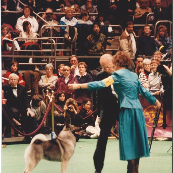 A dog stands on a show floor with two handlers, while an audience watches from the stands in the background.